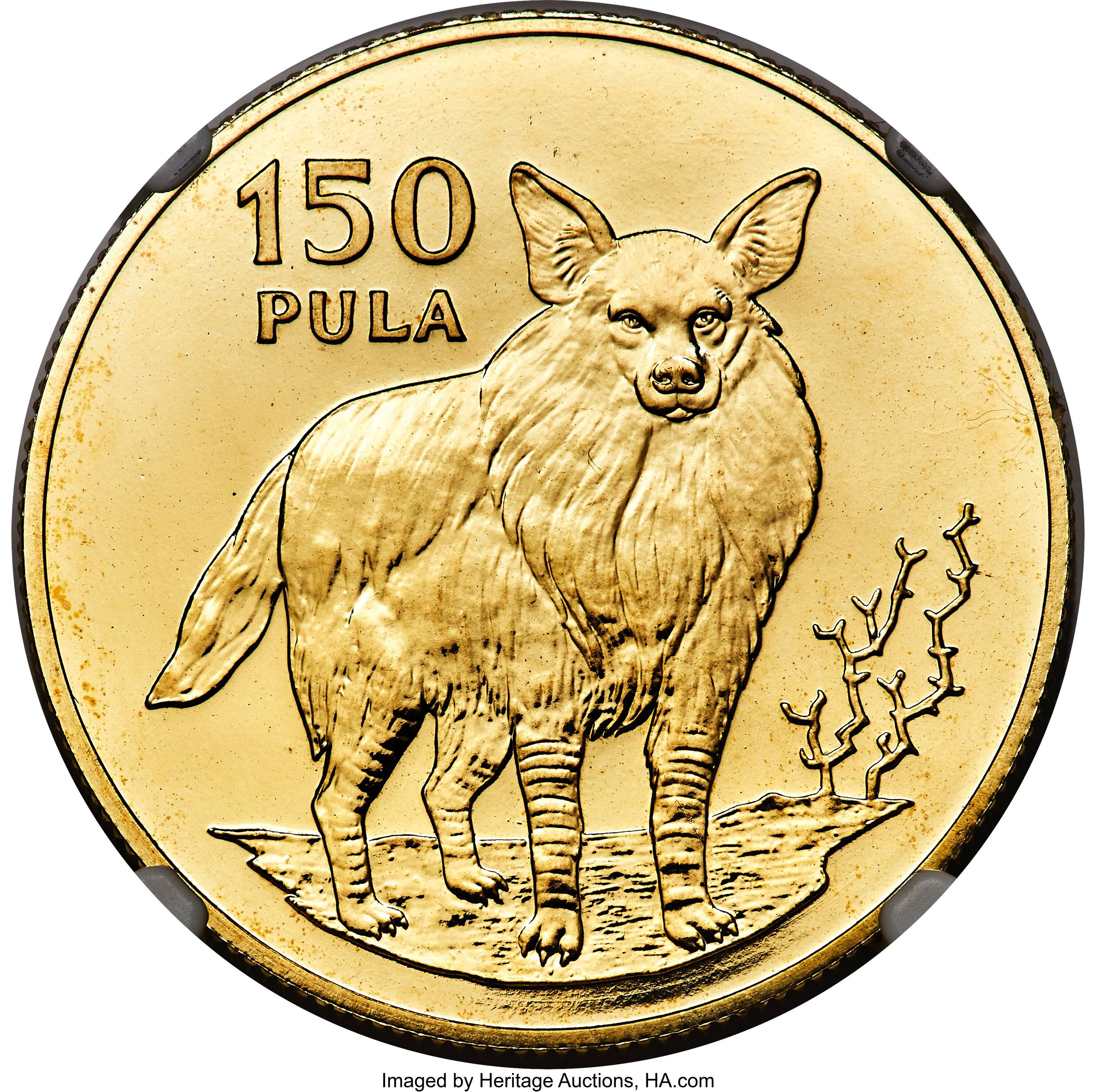 150 pula - Loup